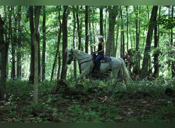 Más caballos centroeuropeos, Caballo castrado, 14 años, 168 cm, Tordo