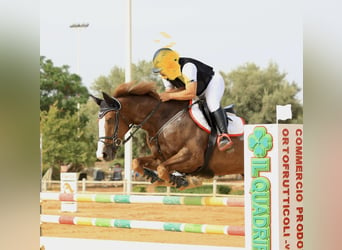 Más caballos centroeuropeos, Caballo castrado, 14 años, 169 cm, Alazán