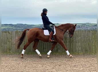 Más caballos centroeuropeos, Caballo castrado, 14 años, 170 cm, Alazán-tostado