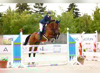 Más caballos centroeuropeos, Caballo castrado, 14 años, 170 cm, Castaño