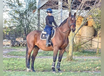 Más caballos centroeuropeos, Caballo castrado, 14 años, 170 cm, Castaño