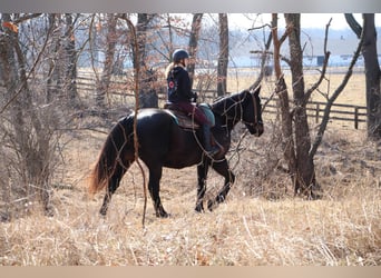 Más caballos centroeuropeos, Caballo castrado, 14 años, 173 cm, Negro