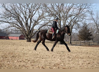 Más caballos centroeuropeos, Caballo castrado, 14 años, 173 cm, Negro