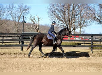 Más caballos centroeuropeos, Caballo castrado, 14 años, 173 cm, Negro