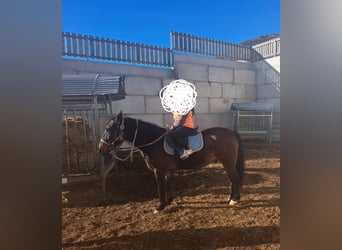 Más caballos centroeuropeos, Caballo castrado, 15 años, 143 cm