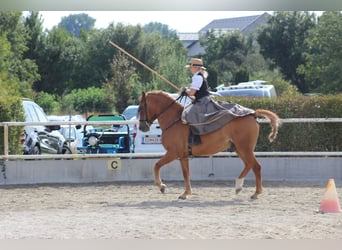 Más caballos centroeuropeos Mestizo, Caballo castrado, 15 años, 153 cm, Alazán