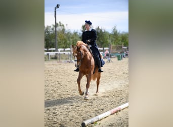 Más caballos centroeuropeos Mestizo, Caballo castrado, 15 años, 153 cm, Alazán