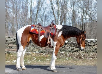 Más caballos centroeuropeos, Caballo castrado, 15 años, 157 cm, Tobiano-todas las-capas