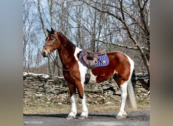 Más caballos centroeuropeos, Caballo castrado, 15 años, 157 cm, Tobiano-todas las-capas