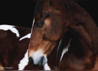 Más caballos centroeuropeos, Caballo castrado, 15 años, 157 cm, Tobiano-todas las-capas