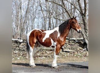 Más caballos centroeuropeos, Caballo castrado, 15 años, 157 cm, Tobiano-todas las-capas