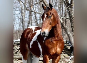 Más caballos centroeuropeos, Caballo castrado, 15 años, 157 cm, Tobiano-todas las-capas