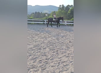 Más caballos centroeuropeos, Caballo castrado, 15 años, 162 cm, Morcillo