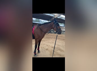 Más caballos centroeuropeos, Caballo castrado, 15 años, 165 cm, Castaño