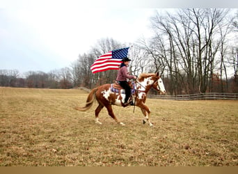 Más caballos centroeuropeos, Caballo castrado, 15 años, 168 cm, Overo-todas las-capas