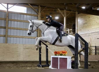 Más caballos centroeuropeos, Caballo castrado, 15 años, 170 cm, Tordo