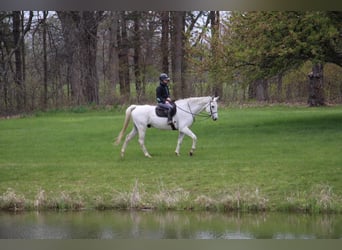 Más caballos centroeuropeos, Caballo castrado, 15 años, 170 cm, Tordo