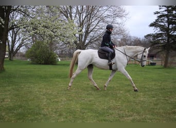 Más caballos centroeuropeos, Caballo castrado, 15 años, 170 cm, Tordo