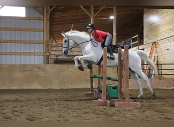 Más caballos centroeuropeos, Caballo castrado, 15 años, 170 cm, Tordo