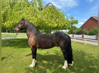 Más caballos centroeuropeos, Caballo castrado, 16 años, 156 cm, Castaño oscuro