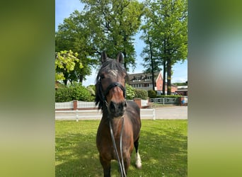 Más caballos centroeuropeos, Caballo castrado, 16 años, 156 cm, Castaño oscuro