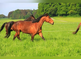 Más caballos centroeuropeos, Caballo castrado, 16 años, 157 cm, Castaño