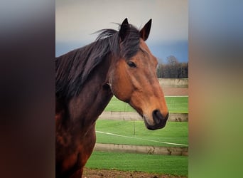 Más caballos centroeuropeos, Caballo castrado, 16 años, 157 cm, Castaño
