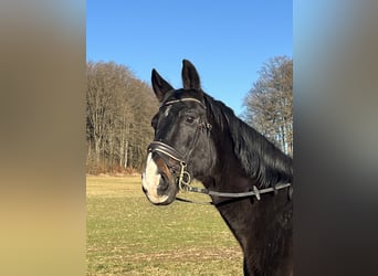 Más caballos centroeuropeos, Caballo castrado, 16 años, 160 cm, Castaño oscuro