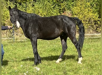 Más caballos centroeuropeos, Caballo castrado, 16 años, 165 cm, Negro