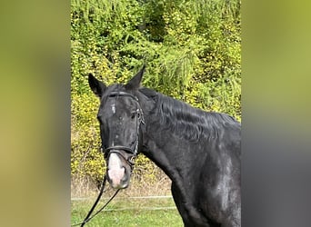 Más caballos centroeuropeos, Caballo castrado, 16 años, 165 cm, Negro