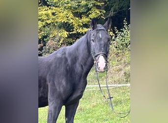 Más caballos centroeuropeos, Caballo castrado, 16 años, 165 cm, Negro