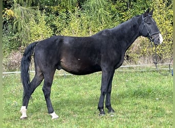 Más caballos centroeuropeos, Caballo castrado, 16 años, 165 cm, Negro