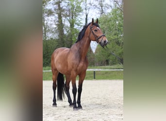 Más caballos centroeuropeos, Caballo castrado, 16 años, 172 cm, Castaño