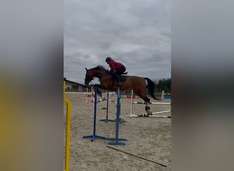 Más caballos centroeuropeos Mestizo, Caballo castrado, 16 años, 173 cm, Castaño