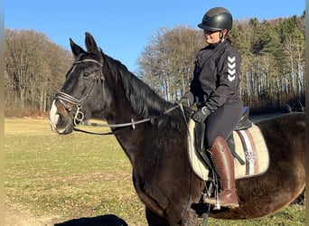 Más caballos centroeuropeos, Caballo castrado, 17 años, 160 cm