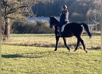 Más caballos centroeuropeos, Caballo castrado, 17 años, 160 cm