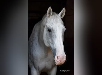 Más caballos centroeuropeos, Caballo castrado, 17 años, 172 cm, Tordo