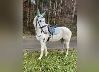 Más caballos centroeuropeos, Caballo castrado, 17 años, 180 cm, Tordo