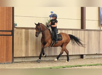 Más caballos centroeuropeos, Caballo castrado, 18 años, 148 cm, Castaño