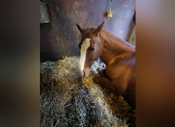 Más caballos centroeuropeos, Caballo castrado, 18 años, 157 cm, Alazán