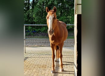 Más caballos centroeuropeos, Caballo castrado, 18 años, 157 cm, Alazán