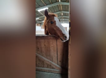 Más caballos centroeuropeos, Caballo castrado, 18 años, 157 cm, Alazán