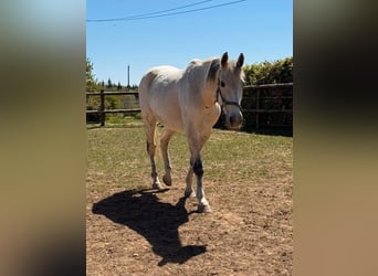 Más caballos centroeuropeos, Caballo castrado, 18 años, 160 cm, Tordo