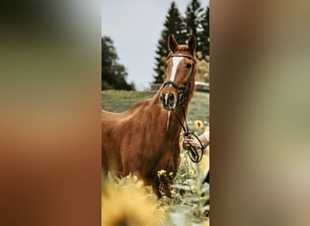 Más caballos centroeuropeos, Caballo castrado, 18 años, 172 cm, Alazán