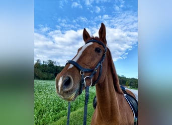 Más caballos centroeuropeos, Caballo castrado, 18 años, 172 cm, Alazán