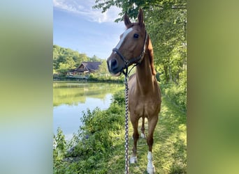 Más caballos centroeuropeos, Caballo castrado, 18 años, 172 cm, Alazán