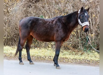 Más caballos centroeuropeos, Caballo castrado, 19 años, 155 cm, Castaño oscuro