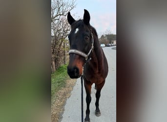 Más caballos centroeuropeos, Caballo castrado, 19 años, 155 cm, Castaño oscuro