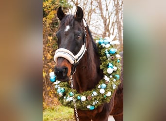 Más caballos centroeuropeos, Caballo castrado, 19 años, 155 cm, Castaño oscuro