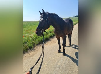 Más caballos centroeuropeos, Caballo castrado, 19 años, 160 cm, Castaño oscuro